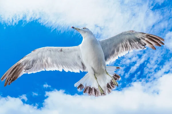 Mouette à queue noire au Japon — Photo