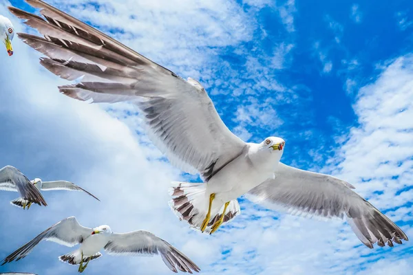 Mouette à queue noire au Japon — Photo