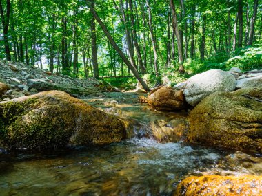 Orman ve nehir Hokkaido'da