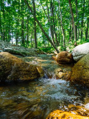 Orman ve nehir Hokkaido'da