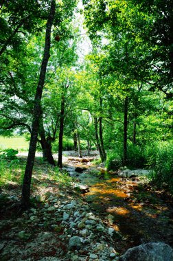 Orman ve nehir Hokkaido'da