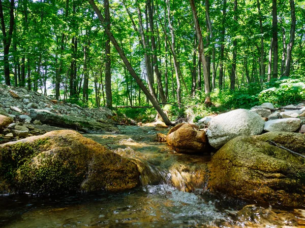 Orman ve nehir Hokkaido'da