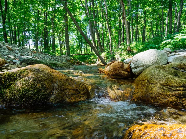 Orman ve nehir Hokkaido'da