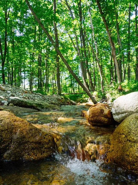 Orman ve nehir Hokkaido'da