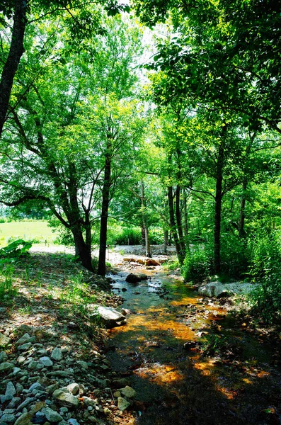 Orman ve nehir Hokkaido'da