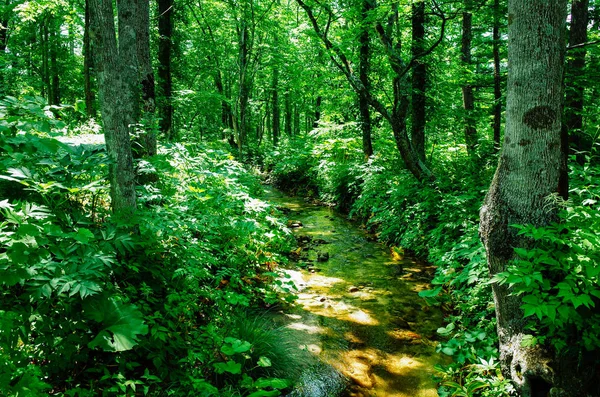 Orman ve nehir Hokkaido'da