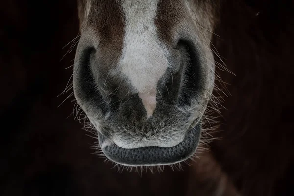 Nariz de cavalo no inverno — Fotografia de Stock