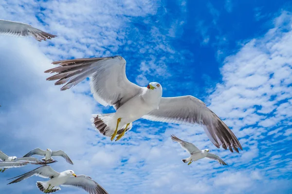 Mouette à queue noire en été — Photo