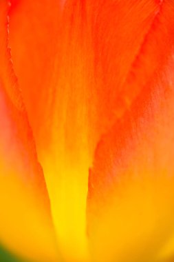 Lale Çiçek bahçesinde