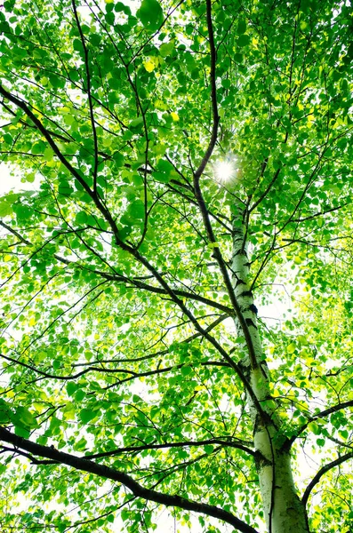 Hokkaido'da beyaz huş ağacı