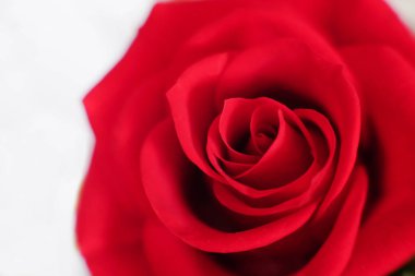 Beyaz arka planda kırmızı gül