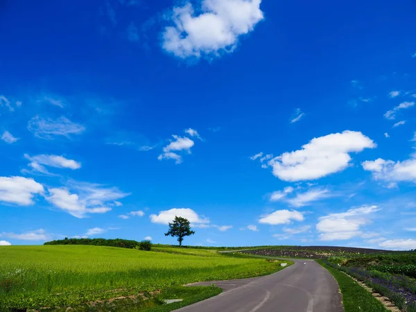 在夏季北海道风景 — 图库照片