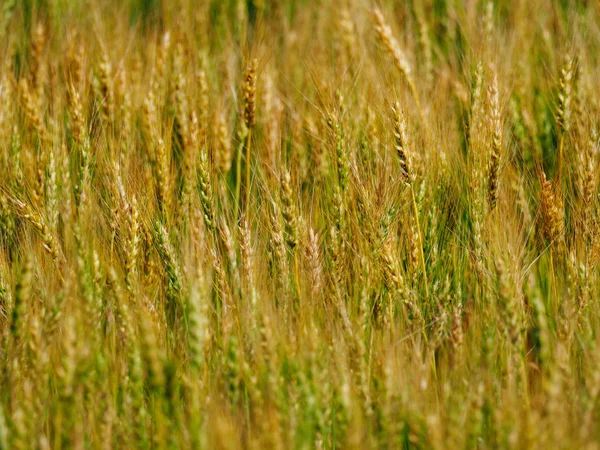 Campo de trigo no verão — Fotografia de Stock