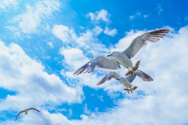 siyah kuyruklu martı ve mavi gökyüzü