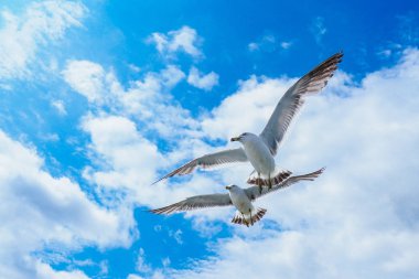 siyah kuyruklu martı ve mavi gökyüzü