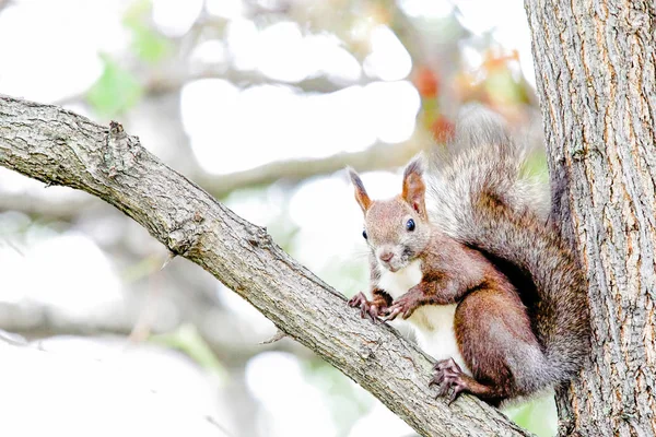 Squirrel in autumn forest — Stock Photo, Image