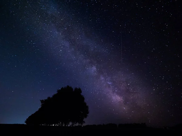 Mléčná a bílá bříza — Stock fotografie