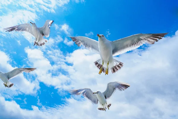 Mouette à queue noire et ciel bleu — Photo