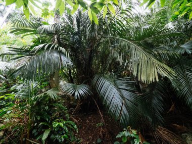 Ishigaki ada ormanda