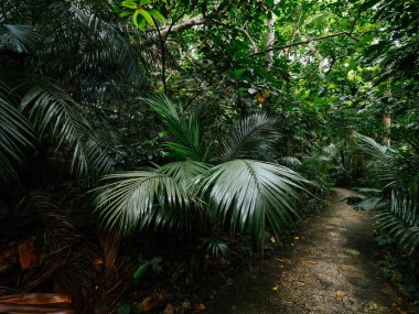 Ishigaki ada ormanda