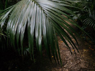 Ishigaki ada ormanda