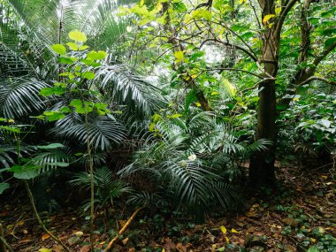 Ishigaki ada ormanda