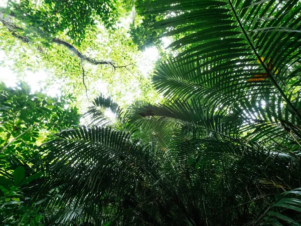 Selva en la isla de ishigaki — Foto de Stock