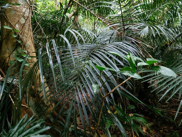 Ishigaki ada ormanda