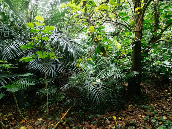 Ishigaki ada ormanda