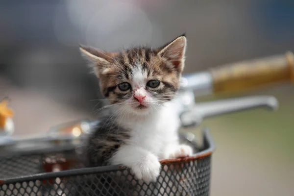 自転車で赤ちゃん猫 — ストック写真