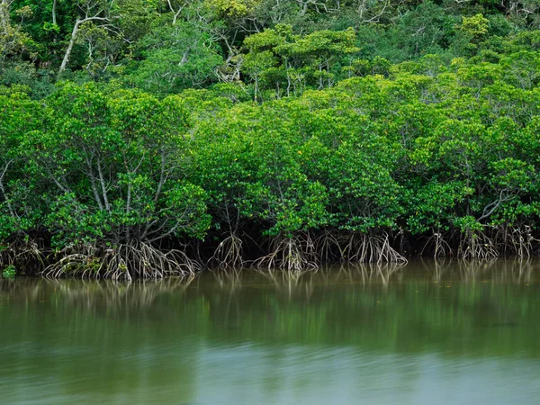 Mangrove Auf Iriomote Insel — Stockfoto