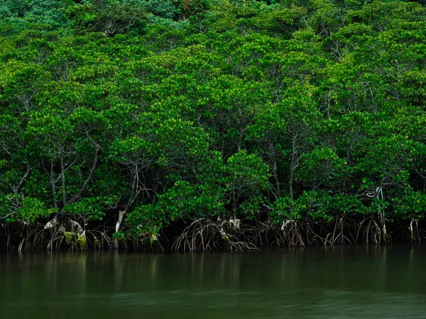 Mangrov Iriomote Adası — Stok fotoğraf