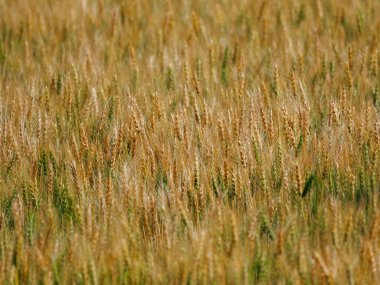 Buğday alan Japonya