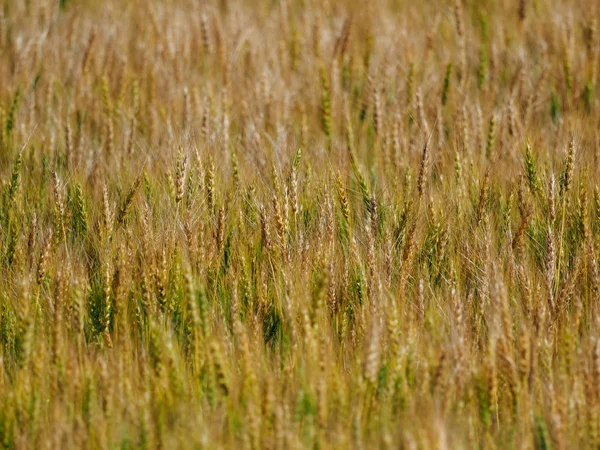 Campo Trigo Japão — Fotografia de Stock