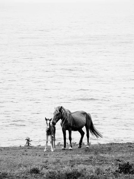Paard Yonaguni Eiland — Stockfoto
