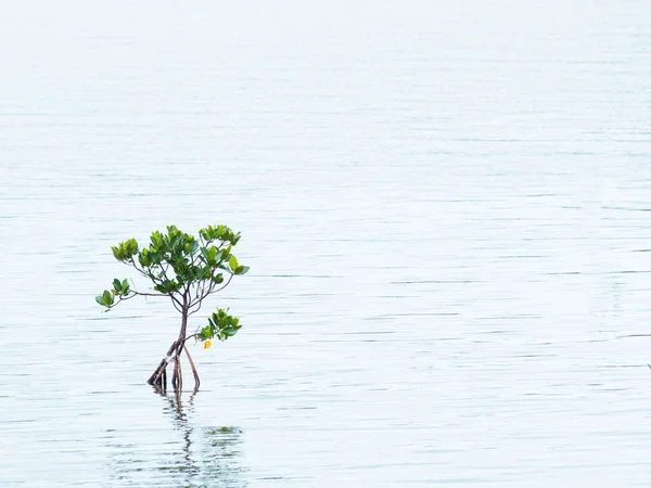 Mangrove Iriomote Island — Stockfoto