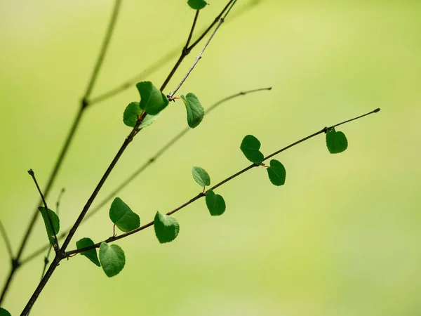 Grünes Blatt Sommer — Stockfoto