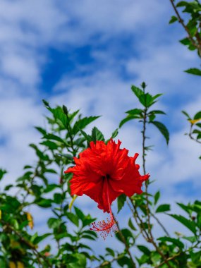 ebegümeci ve mavi gökyüzü