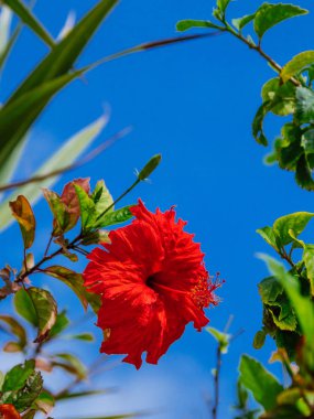 ebegümeci ve mavi gökyüzü