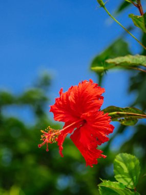 ebegümeci ve mavi gökyüzü