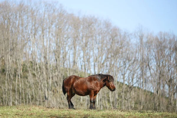 Cheval Pâturage Automne — Photo