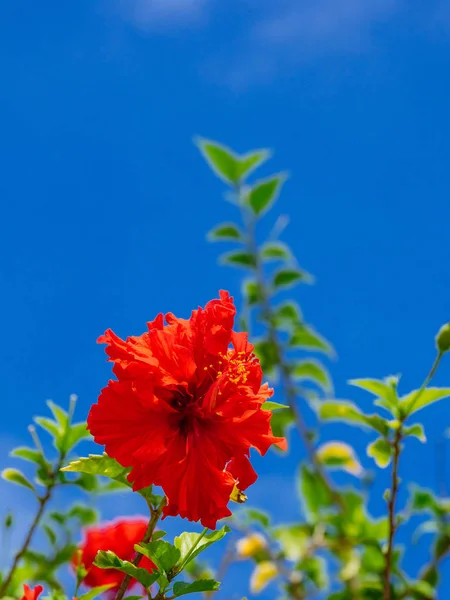 Hibiscus Blue Sky — Stock Photo, Image