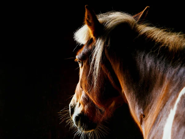 Лошадь Японии — стоковое фото