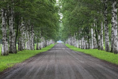 Yaz aylarında ağaç sokak