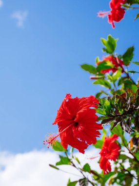 ebegümeci ve mavi gökyüzü