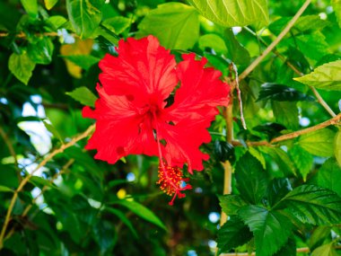 ebegümeci ve mavi gökyüzü