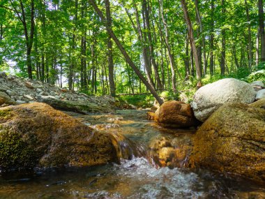 Orman ve nehir yazın