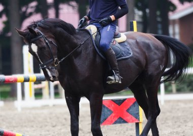 Binicilik hokkaido Japonya'da