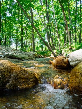 Orman ve nehir yazın