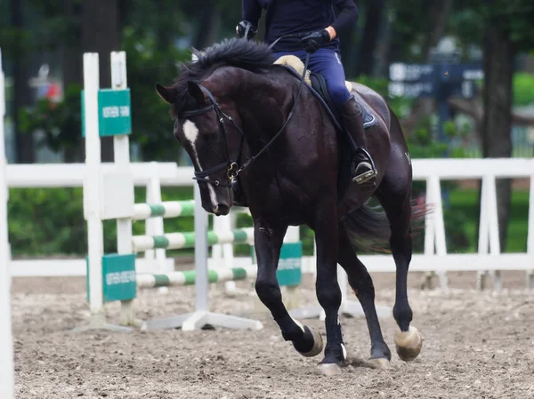 Binicilik hokkaido Japonya'da